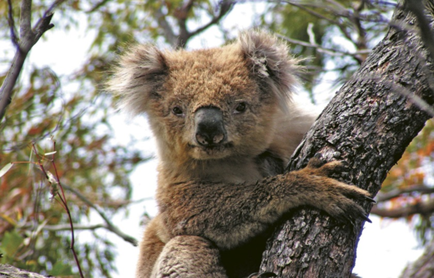 Australia and Fiji (PER-ADL-KGC-SYD-AYQ-MEL-FIJI) — 20