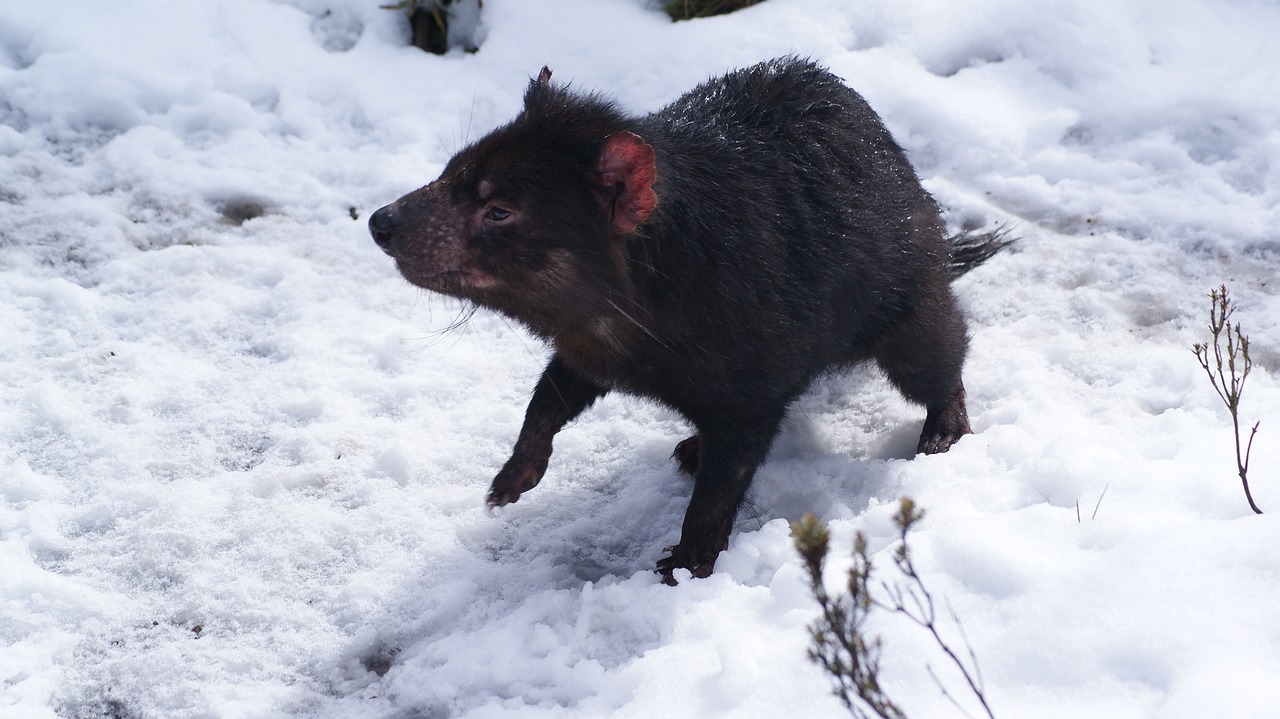 Drive Tasmania West Coast — 5