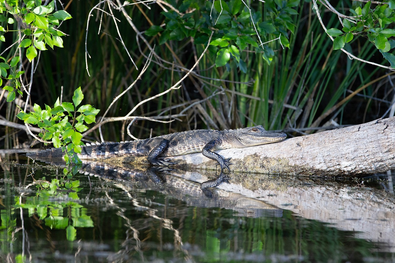 Florida Beaches from Miami to Pensacola — 6