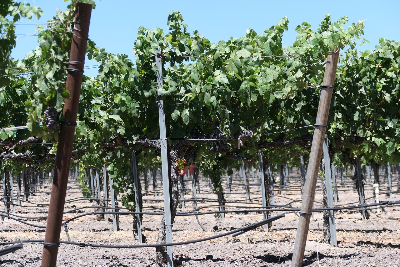 California - Theme Park of America — 20