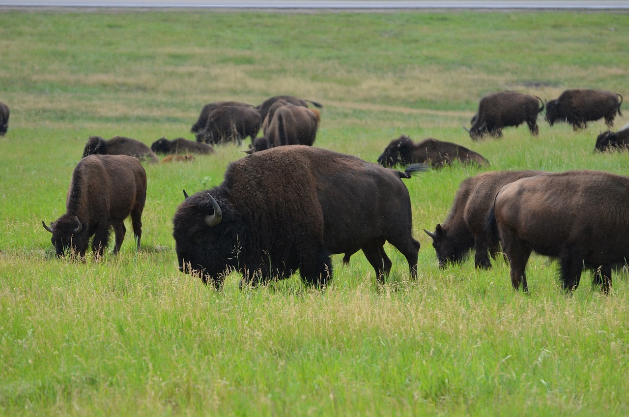 Great American West - Iconic South Dakota — 6