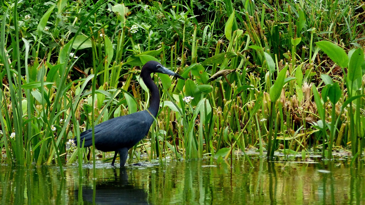 Travel South - From the Ozark Mountains to the Mississippi Delta — 9