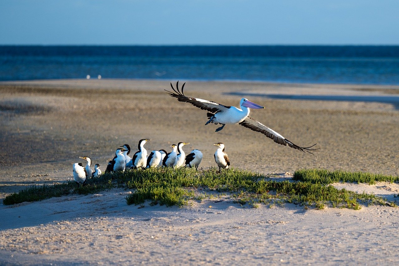 From Perth to Exmouth: Kalbarri, Monkey Mia, Coral Bay, Ningaloo Reef, Exmouth — 11