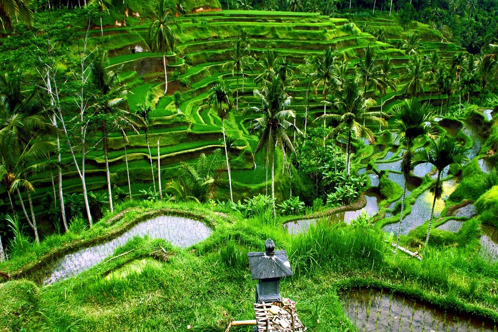 AMAZING BALI