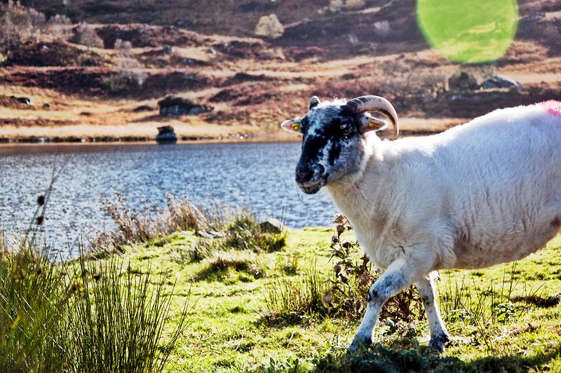 Grand Tour of Ireland — 5