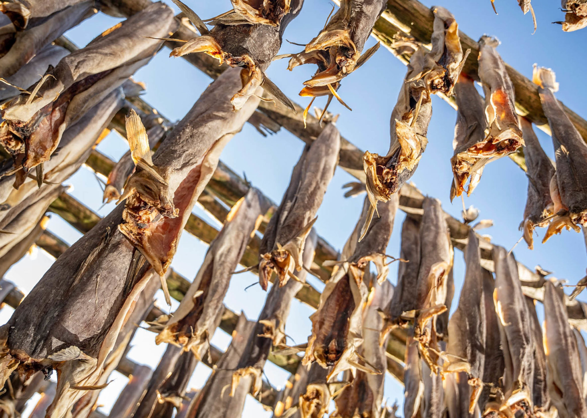 LOFOTEN - LUCI D'AURORA — 5