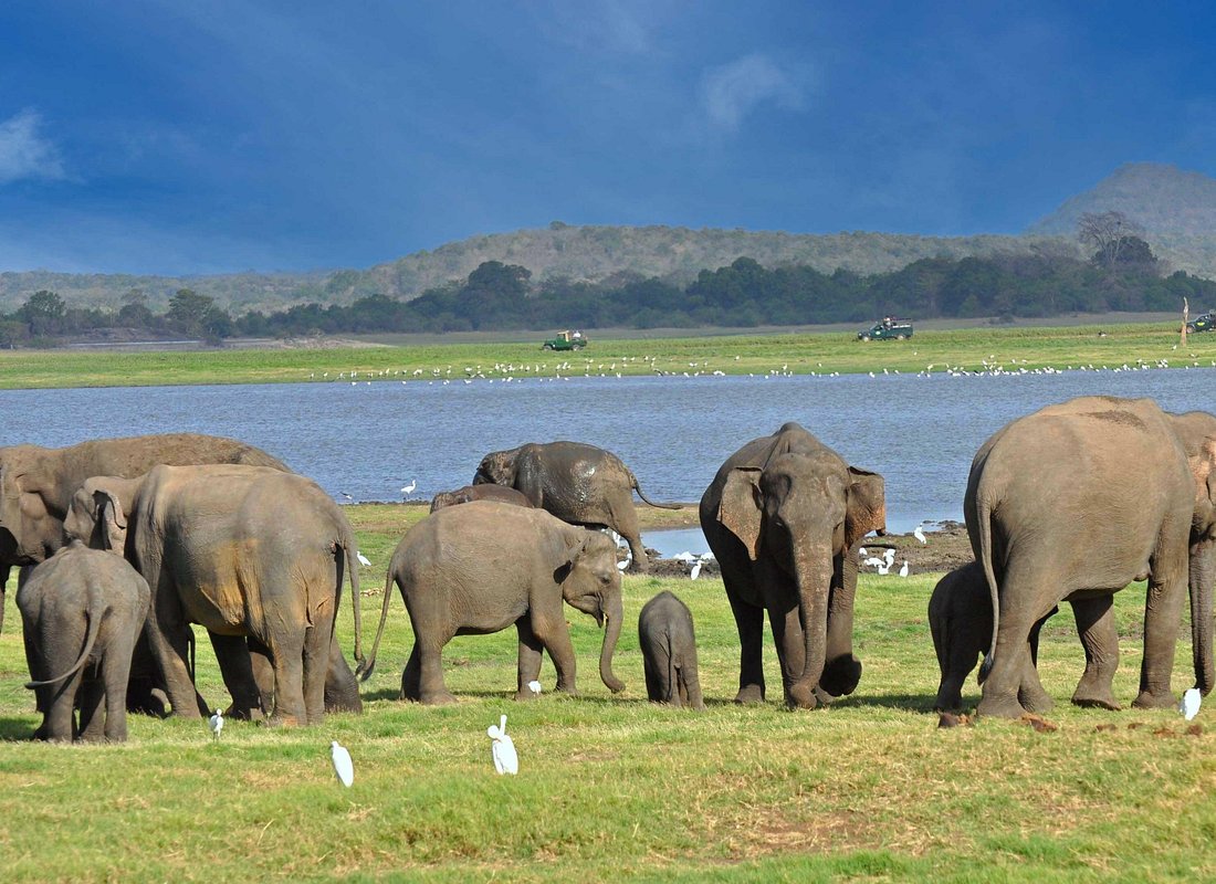 Tour Ayubowan Sri Lanka Winter - 7 days/6 nights
