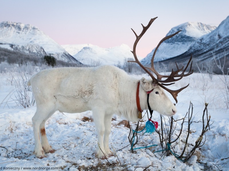 MAGIA ARTICA - TROMSO E ISOLE LOFOTEN — 6
