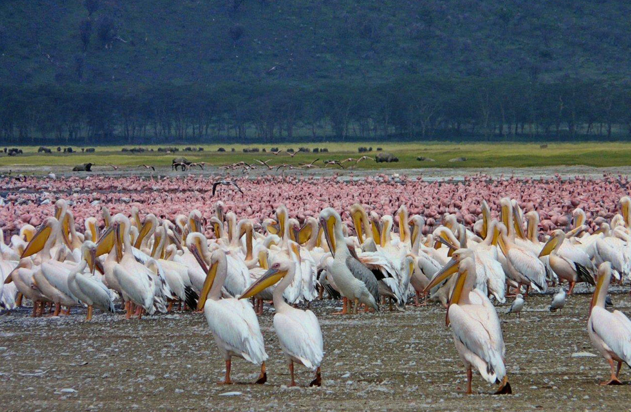 Taste of Kenya - Simba Lodge