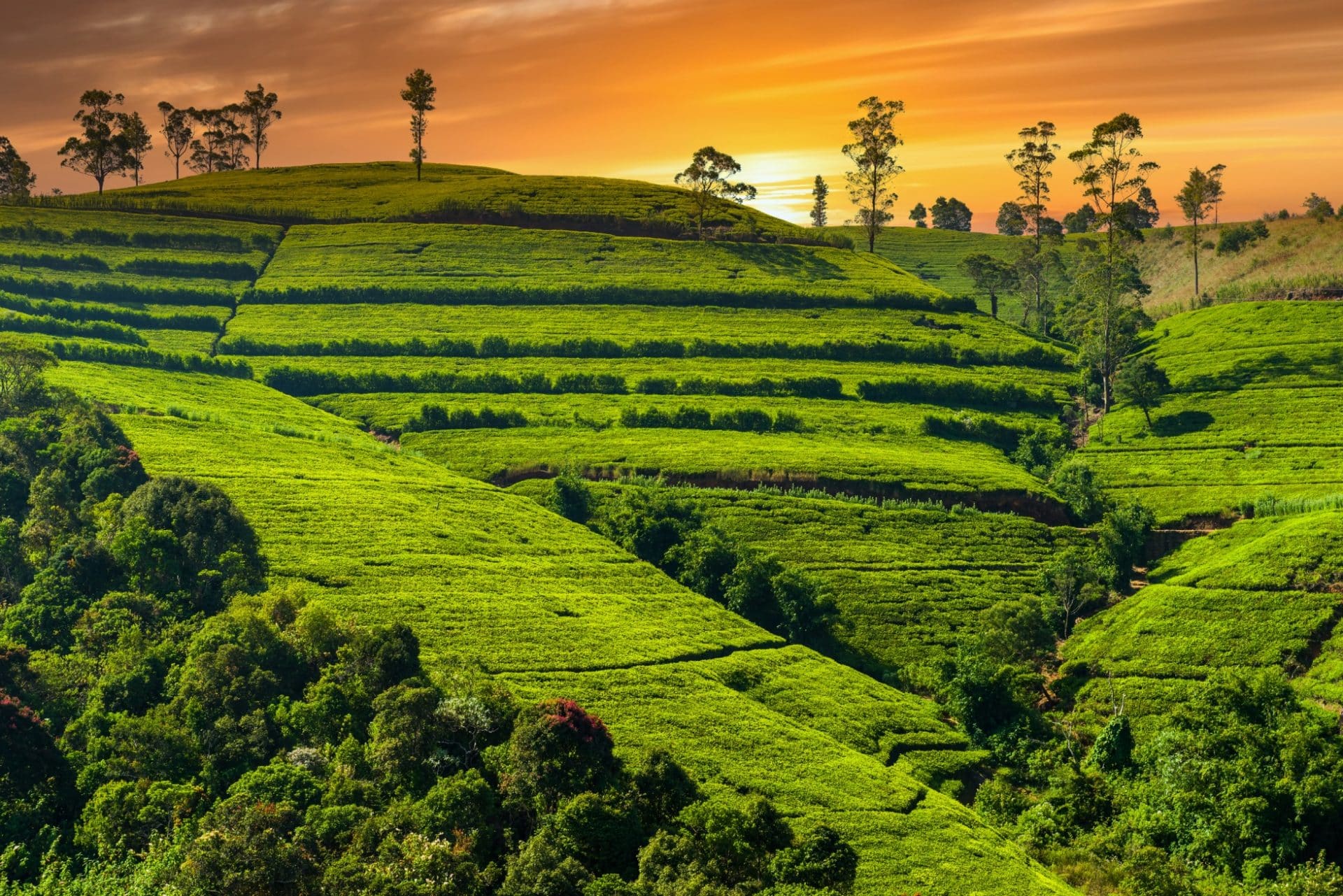 Tour Classic Sri Lanka Summer - 8 days/7 nights private tour with Italian speaking guide