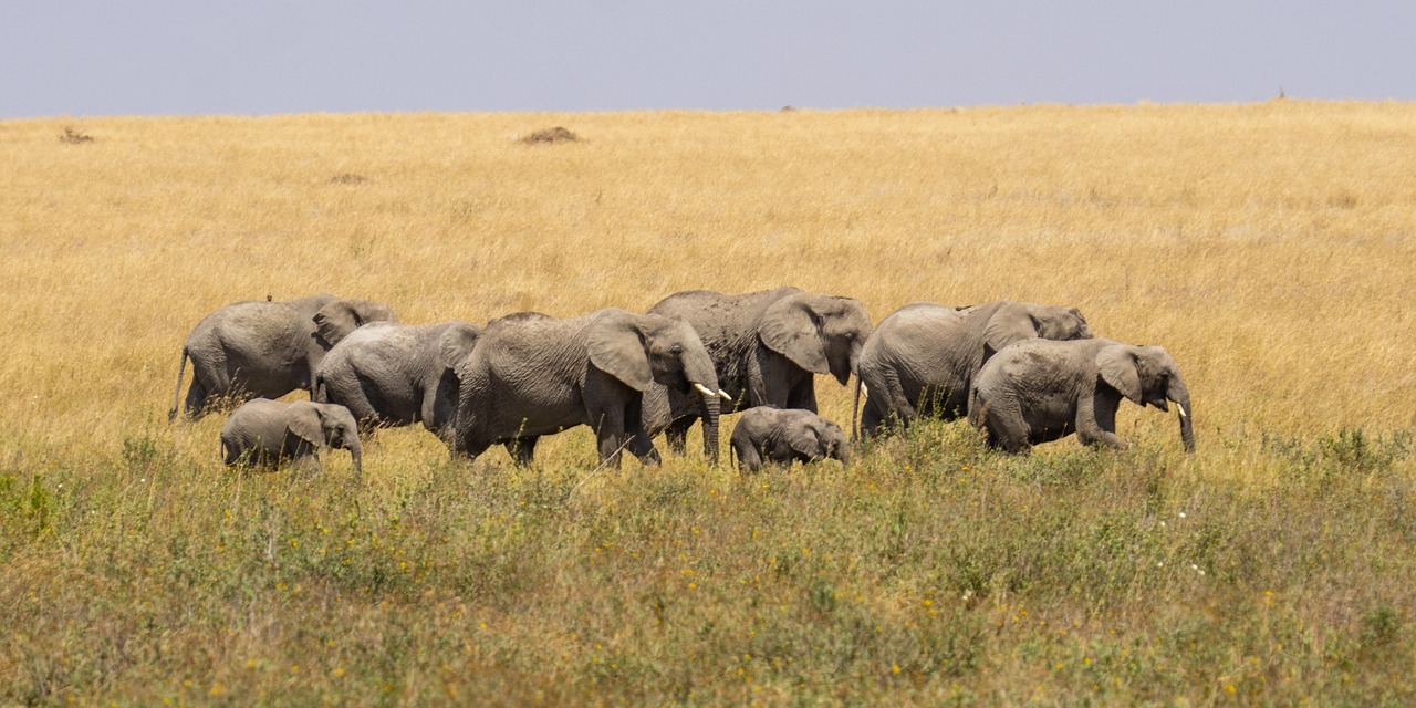 The Best of Tanzania Complete (Private) — 5