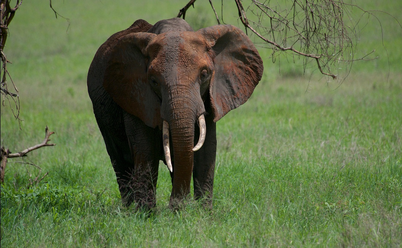 The Best of Tanzania Complete (Private) — 8