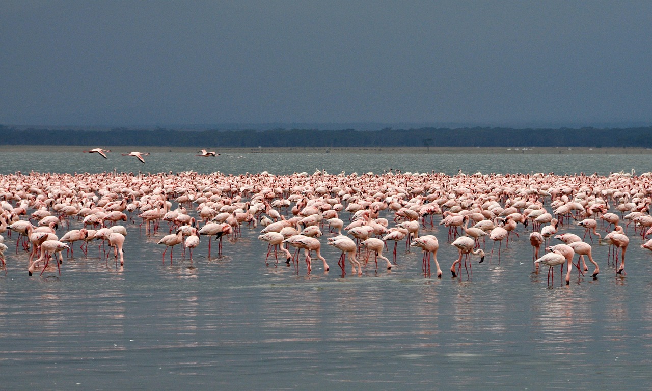 LAKE NAKURU and MASAI MARA — 9