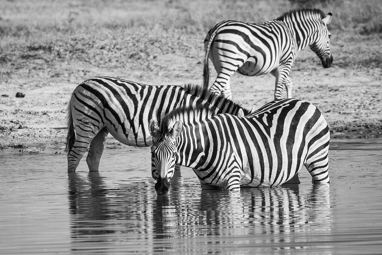 Lodge Safari - Botswana Wildlife — 8