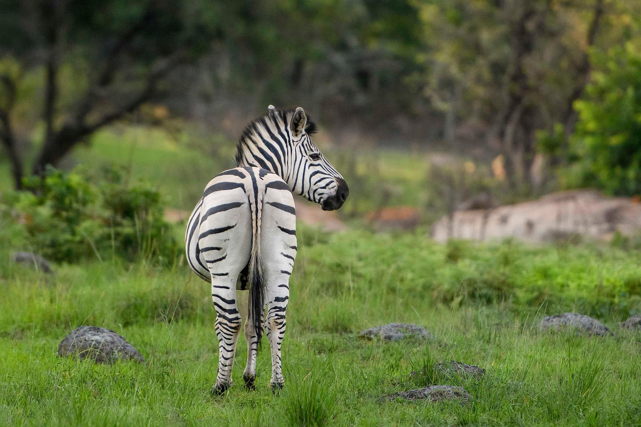 Lodge Safari - Wild Zambesi Adventure — 11