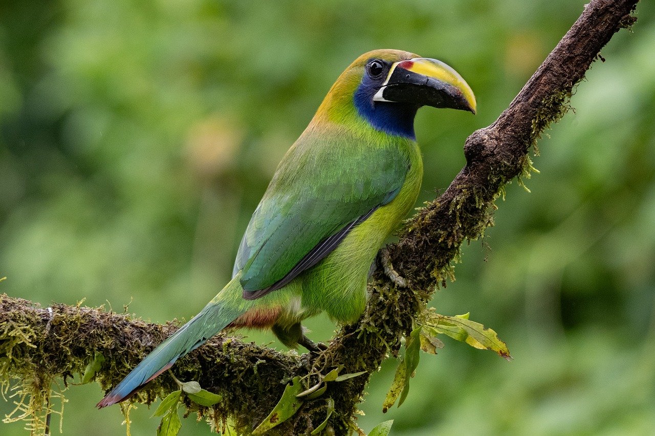 Costa Rica On The Road Through Paradise — 7