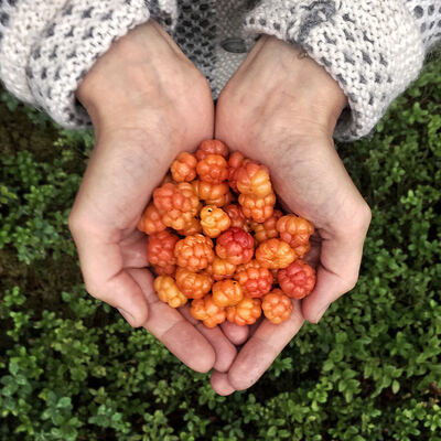 AI CONFINI DELL'ARTICO