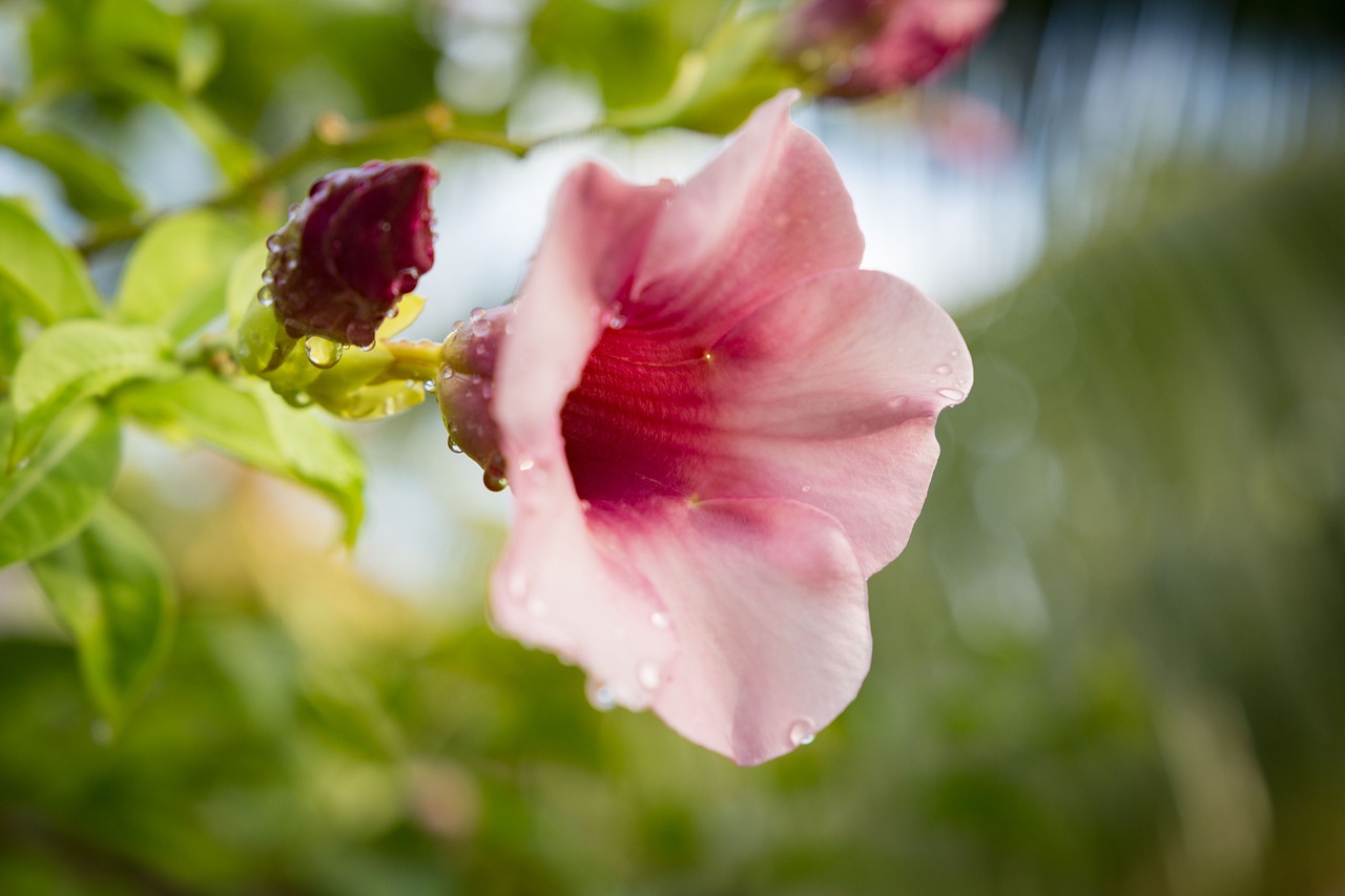 Dream Yacht Charter: Polynesia Dream 11 Days / 10 Nights from Papeete to Raiatea — 15