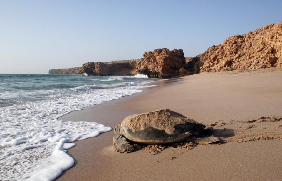 Best of Oman (including Ras al Jinz) - 7 Days / 6 Nights