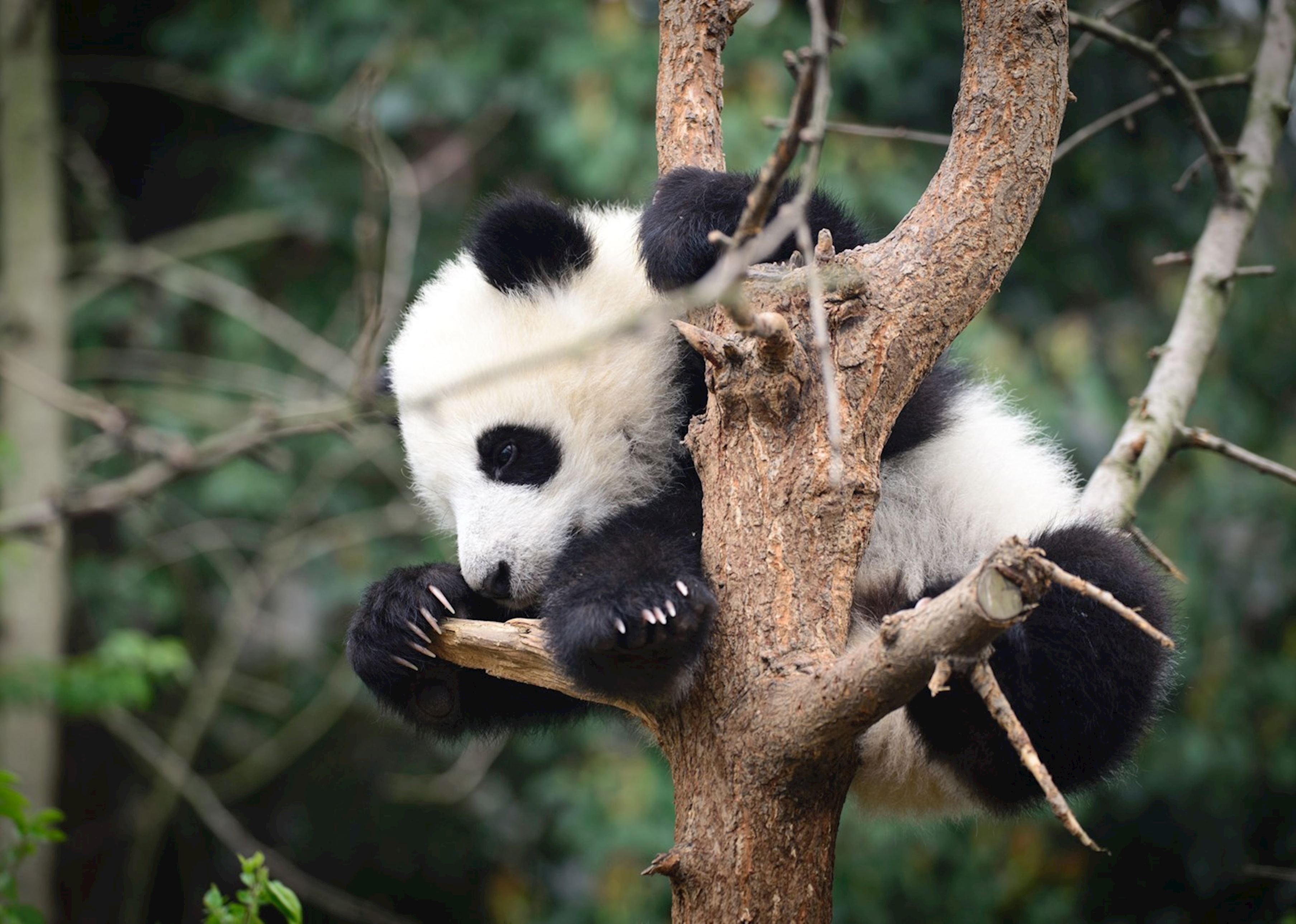 Chengdu Experience – Culture, Tea & Giant Pandas