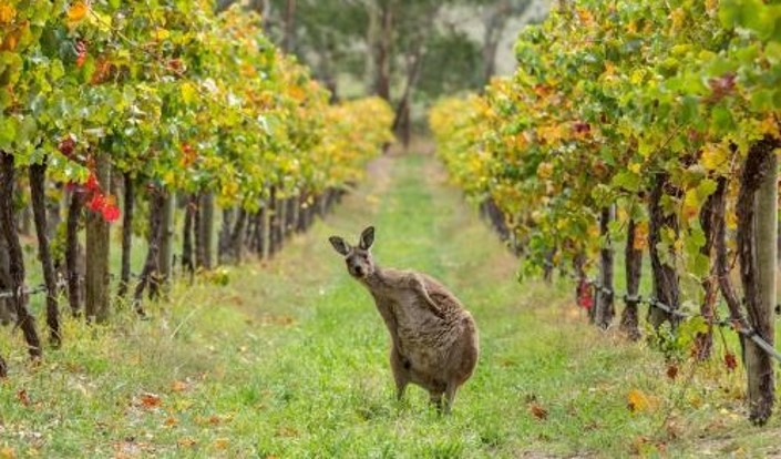 A Taste Of: South Australia and Red Center - Wildlife and Outback