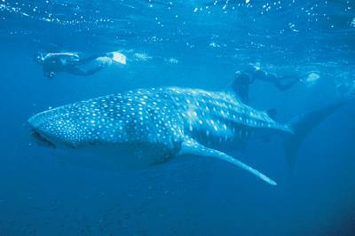 Explore the Coral Coast of Western Australia: from Perth to Ningaloo Reef and back — 5