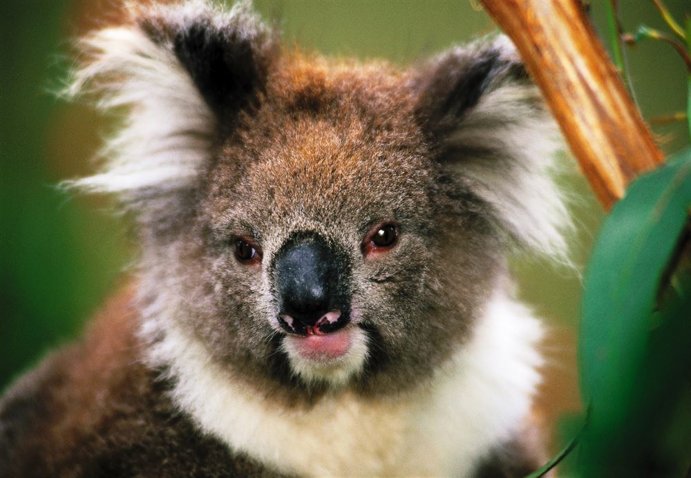 Kangaroo Island Highlights  - 2 Full Days 1 Night - Small Groups - Ferry and Off-Road