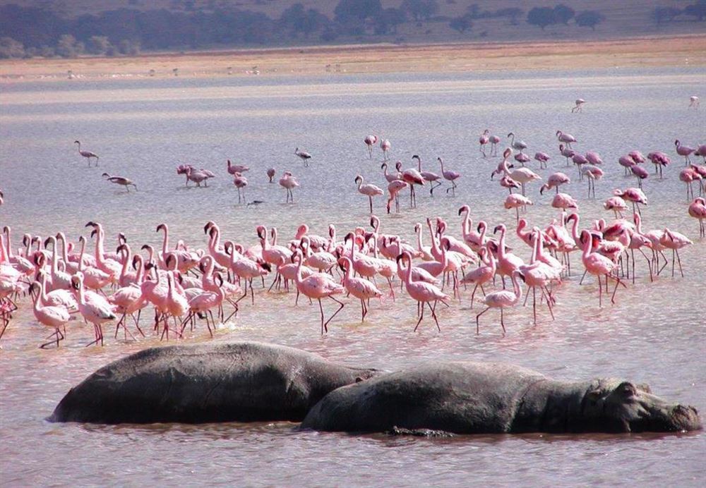 MANYARA, SERENGETI & NGORONGORO