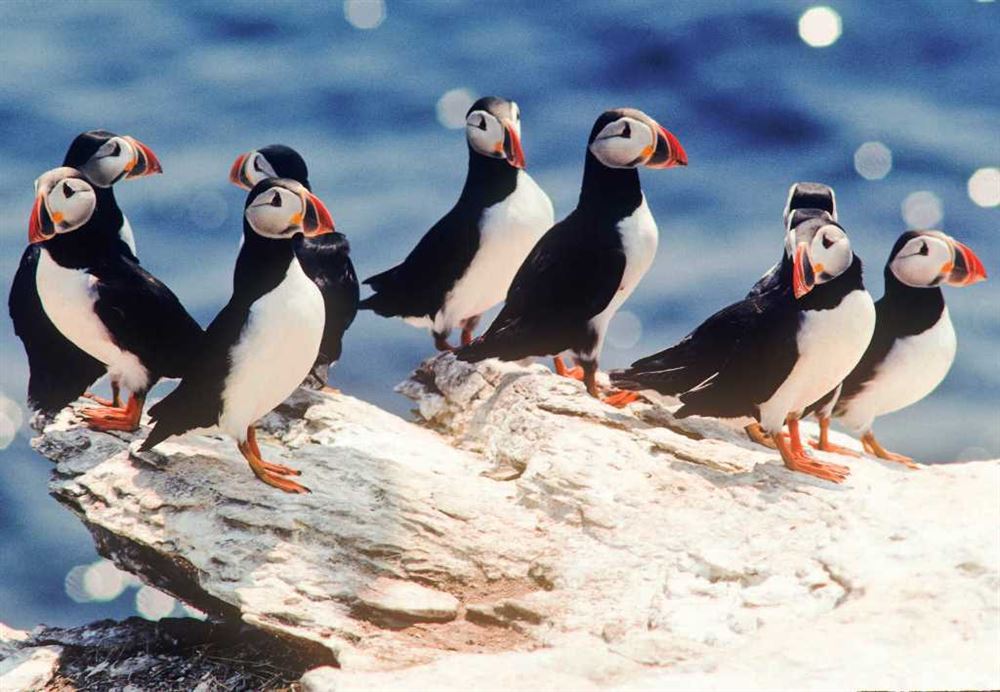 Maritime Province - Newfoundland