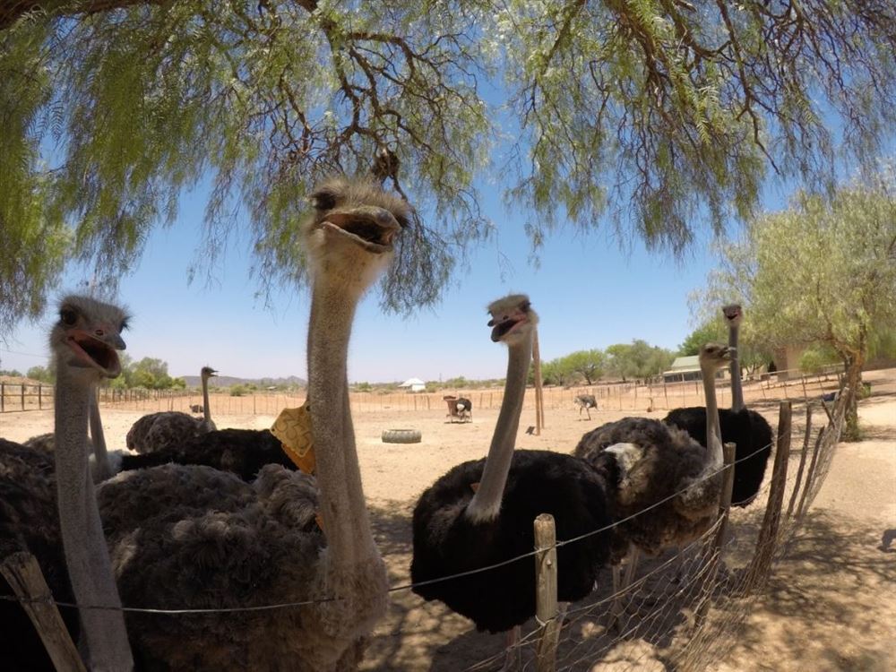 Garden Route (Shared Tour)