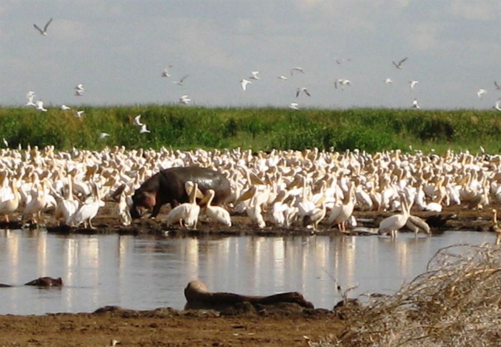 North Safari - Classic Tanzania Private — 5