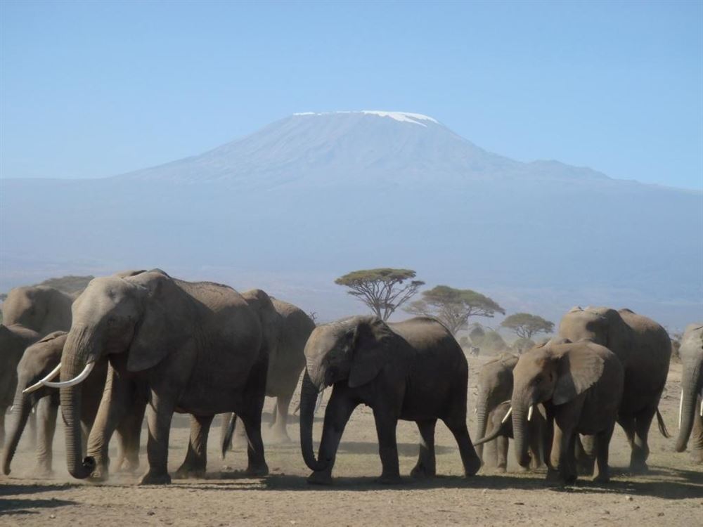 FROM THE SNOWS OF KILIMANJARO TO THE SAVANNAS OF MASAI MARA