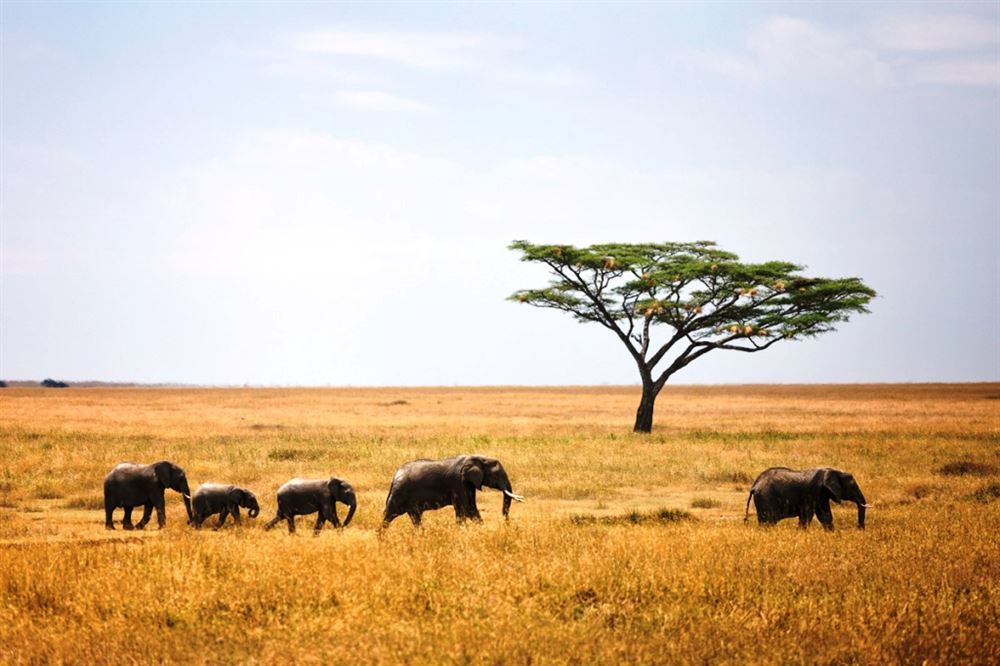 The Best of Tanzania