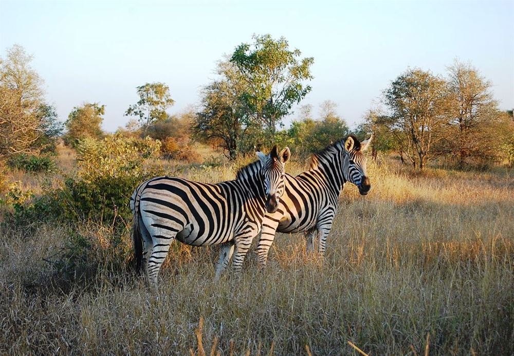 South African Explorer