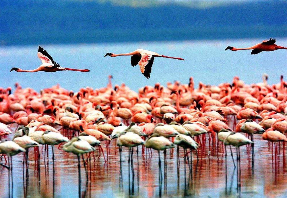 The Best of Tanzania Complete