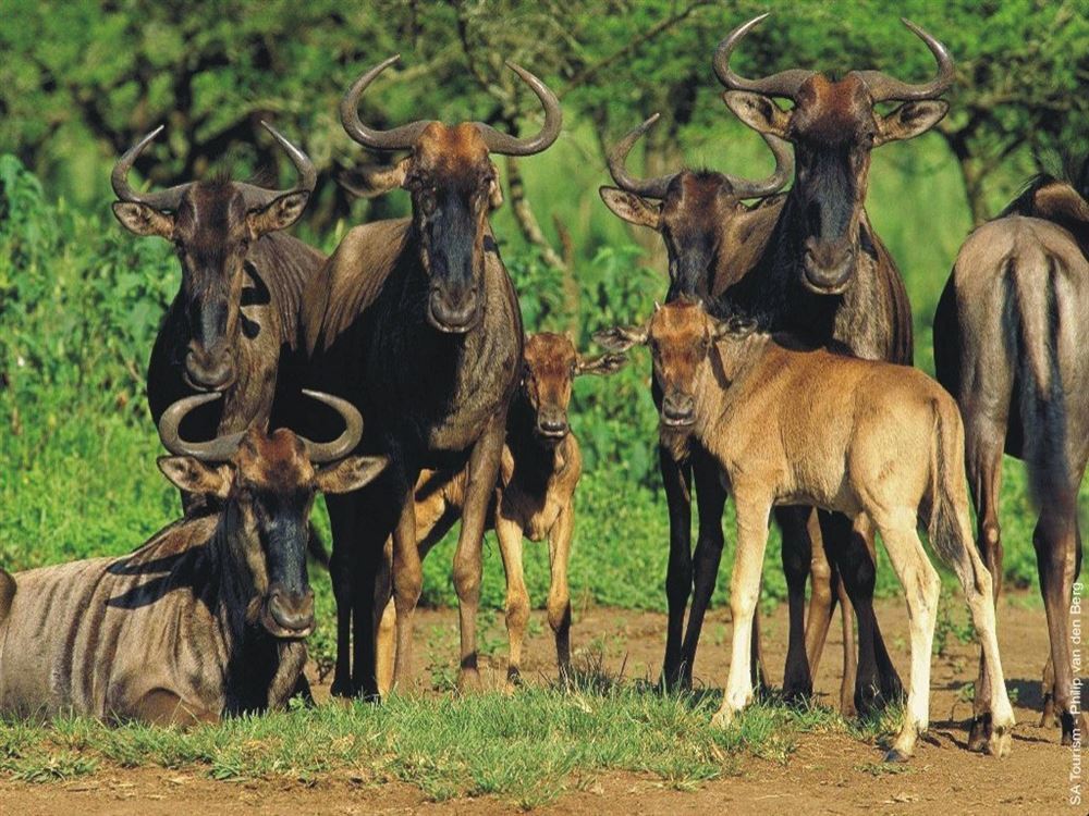 LAKE NAKURU and MASAI MARA