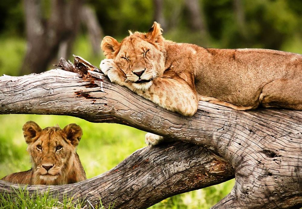 MINI TOUR MASAI MARA