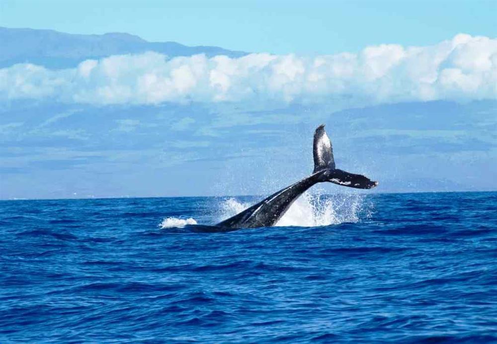 Garden Route, Route 62 and Winelands