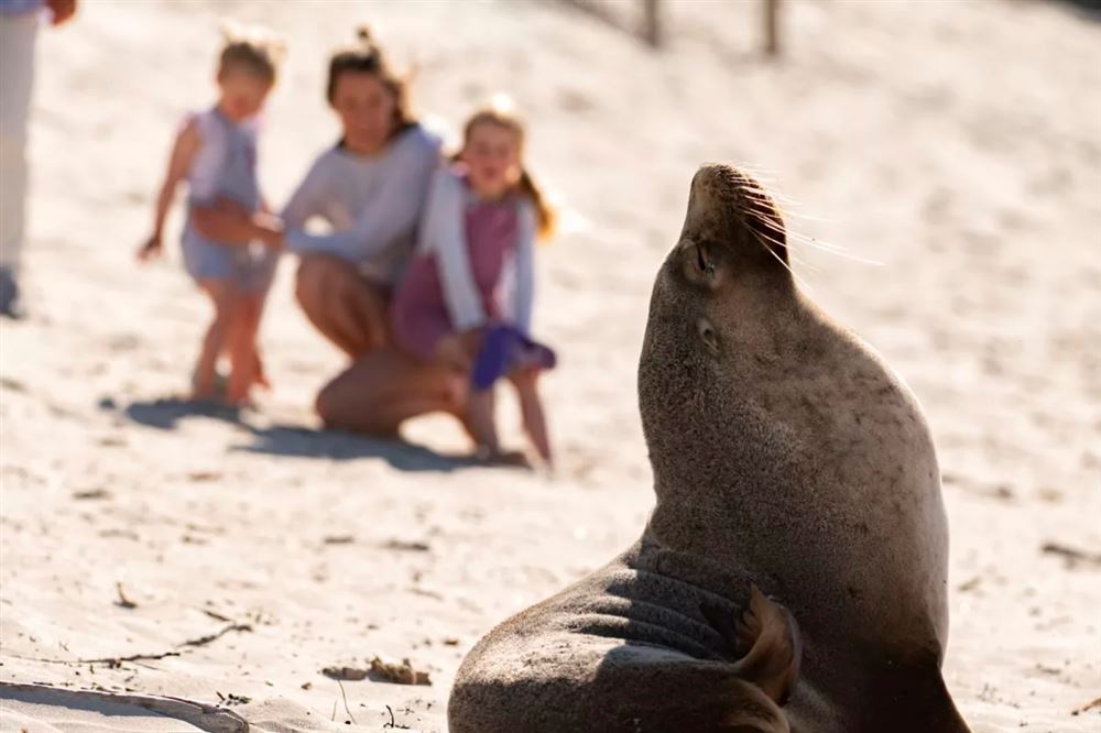 Best of Kangaroo Island - 2 Full Days 1 Night - Ferry and Coach