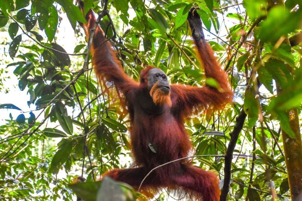 Sumatra: Jungle and Orangutans