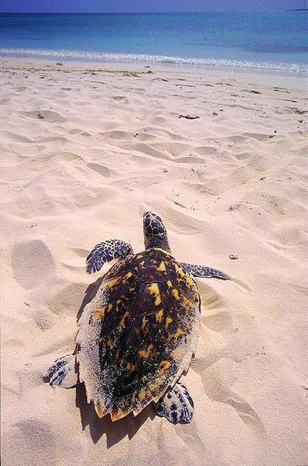 Albatross- IPANEMA 58 o similare Crociera alle Isole Grenadines - Martinica-Bequia-Tobago Cays-St.Vincent-St. Lucia-Martinica — 4